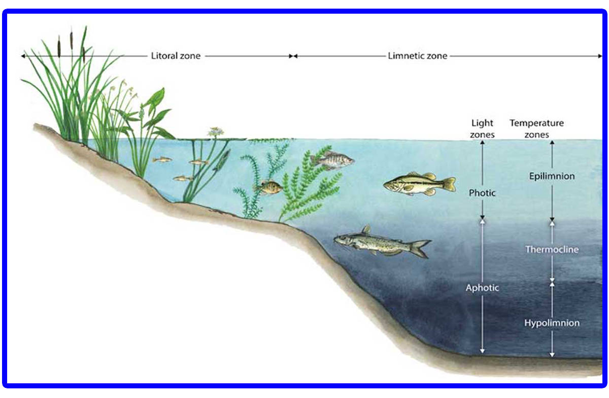 The Littoral Limit